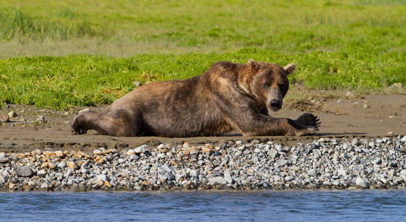 Grizzly Bear Laying On Riverbank